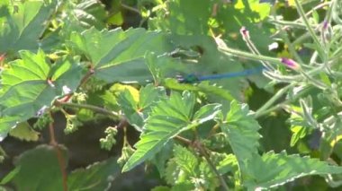 Mavi yusufçuk yakın çekim