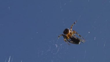 kendi web örümcek Venom enjekte bir böcek yakaladı