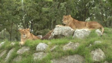 iki aslan