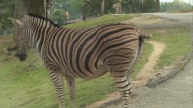bir zebra