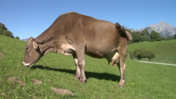 Vaca en los Alpes suizos — Vídeo de stock