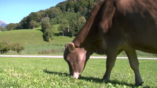 在瑞士阿尔卑斯山里的奶牛 — 图库视频影像