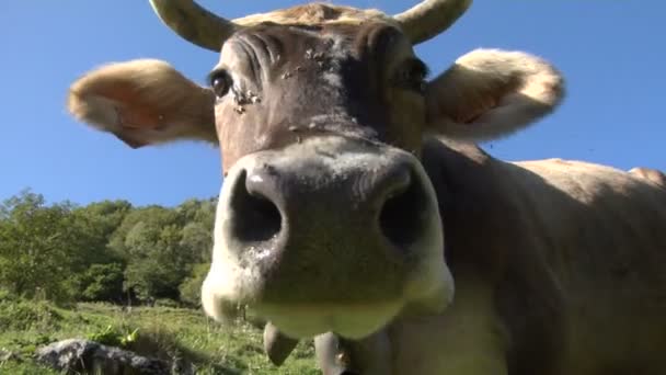 O curioso focinho de uma vaca — Vídeo de Stock