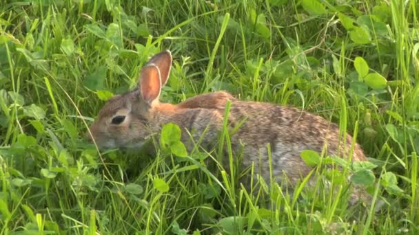 Närbild på en hare som äter gräs — Stockvideo