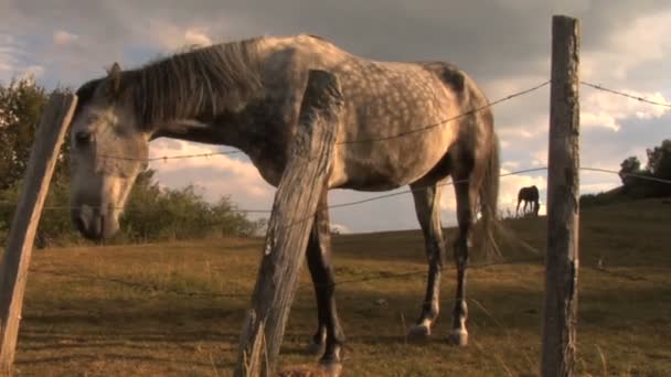 Twee paarden op zoek over een hek — Stockvideo