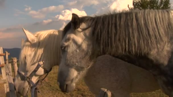 Twee paarden op zoek over een hek — Stockvideo