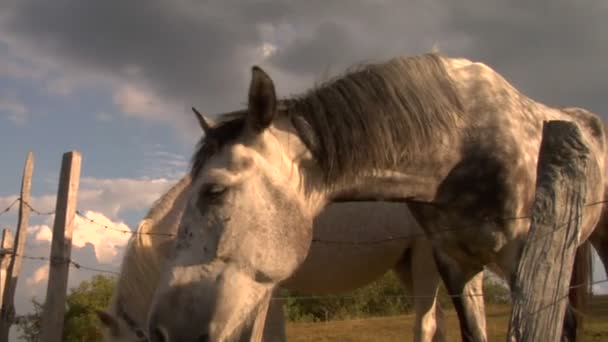 Dos caballos mirando por encima de una valla — Vídeo de stock