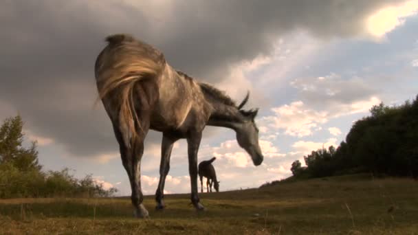 Dos caballos pastando en un campo — Vídeo de stock