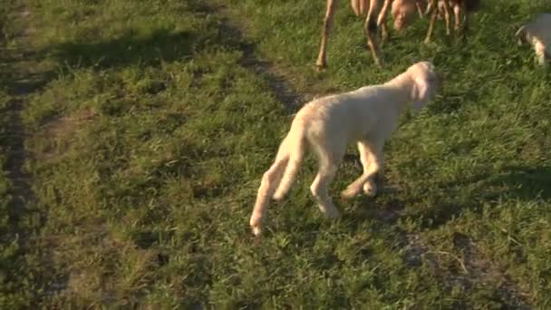 Een lam wandelen op gras — Stockvideo