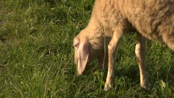 Ovejas pastando en un campo — Vídeo de stock