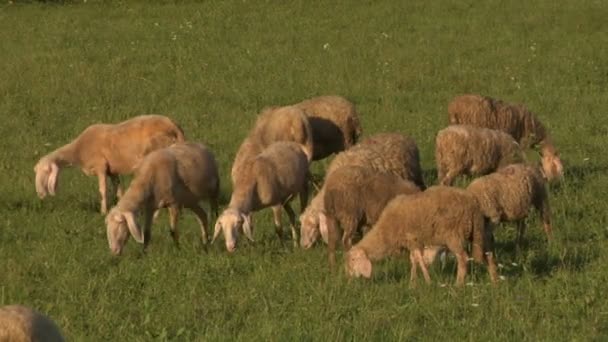 Flock av får bete i ett fält — Stockvideo