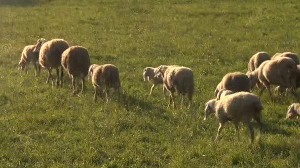 Kudde schapen op een veld bij zonsondergang — Stockvideo