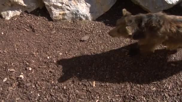 Ein Braunbär geht — Stockvideo