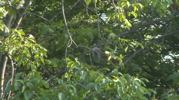 Uno scoiattolo grigio che mangia una noce su un albero — Video Stock