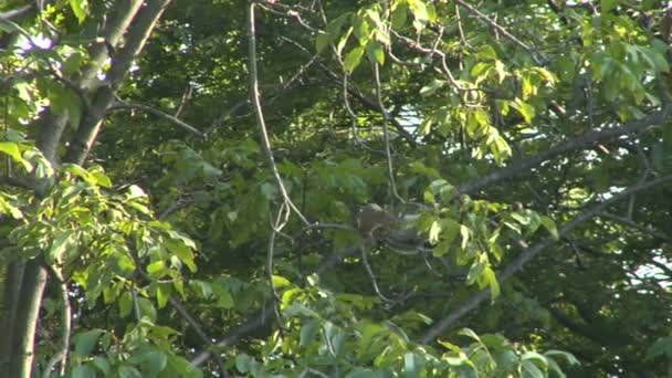 Uno scoiattolo grigio che mangia una noce su un albero — Video Stock