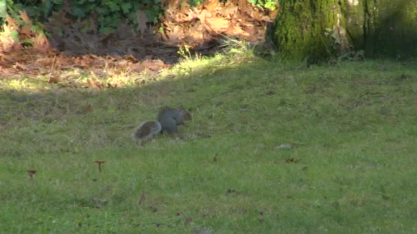 灰色松鼠 — 图库视频影像