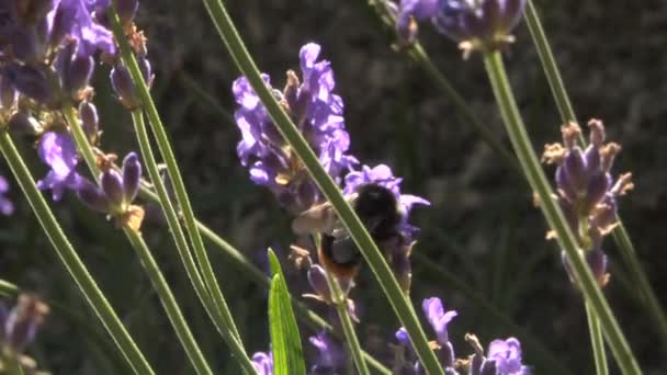 Bi på en blomma — Stockvideo