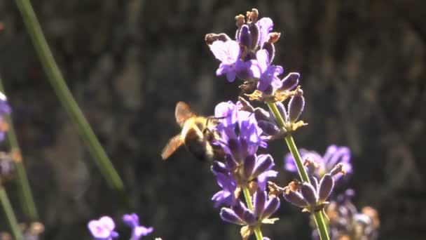 Europeiska honungsbiet livnär sig på en lavendel blomma — Stockvideo