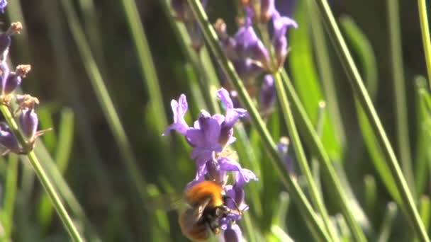 Honigbiene fliegt über eine Blume — Stockvideo