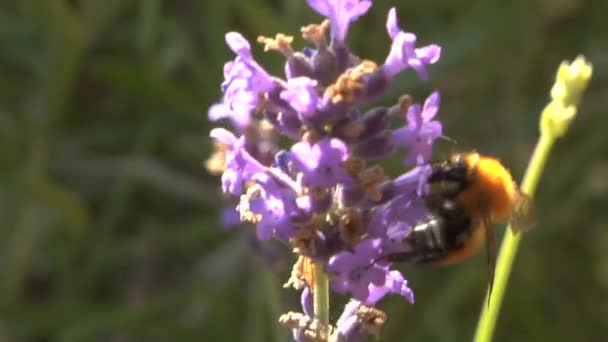 Bi på en blomma — Stockvideo