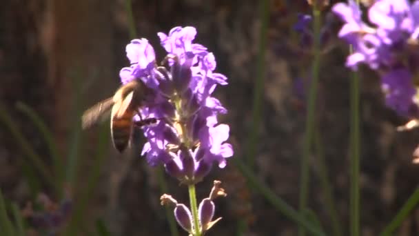 Abelha voa sobre uma flor — Vídeo de Stock