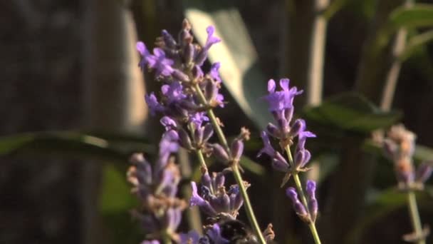 Honungsbinas flyga över en blomma — Stockvideo