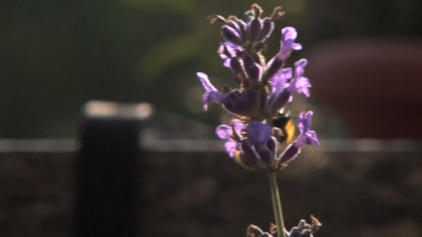Včela medonosná krmení na květ levandule — Stock video