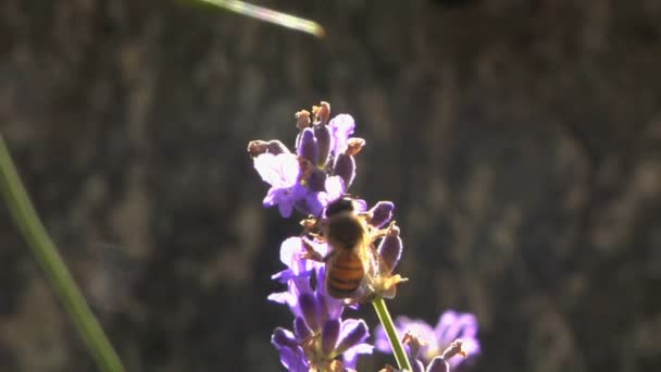 Abelha europeia alimentando-se de uma flor de lavanda — Vídeo de Stock