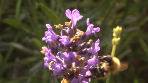 Včela medonosná krmení na květ levandule — Stock video