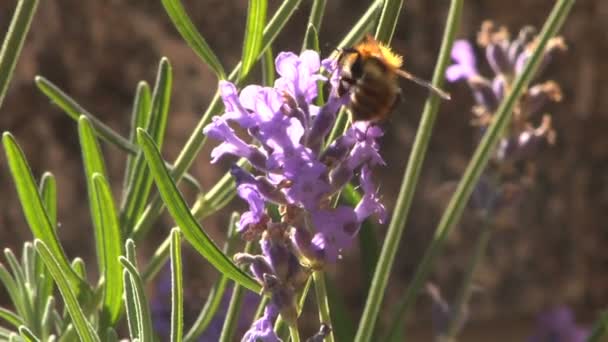 Bumblebee em uma flor de lavanda — Vídeo de Stock