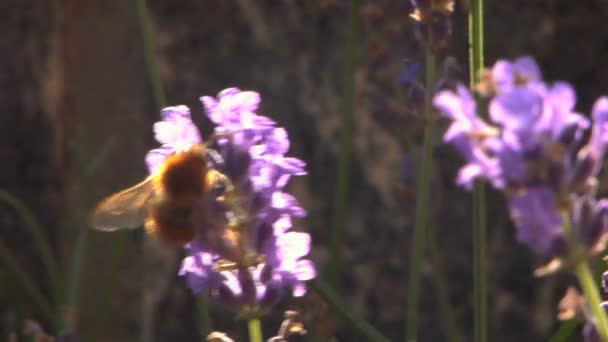 Bumblebee em uma flor de lavanda — Vídeo de Stock