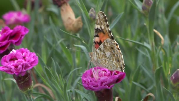 Тигровая бабочка, питающаяся розовым олеандром — стоковое видео
