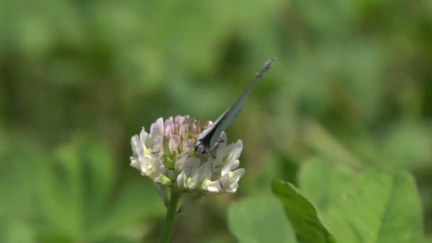 Uma borboleta em uma flor — Vídeo de Stock