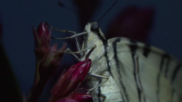 Una farfalla su un primo piano di fiore — Video Stock