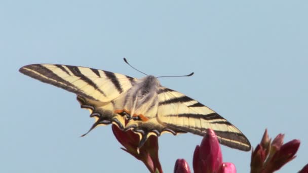 Een vlinder op een bloem — Stockvideo