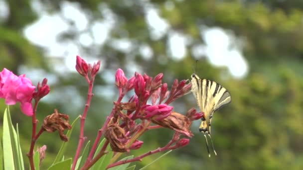 Ein Schmetterling auf einer Blume — Stockvideo