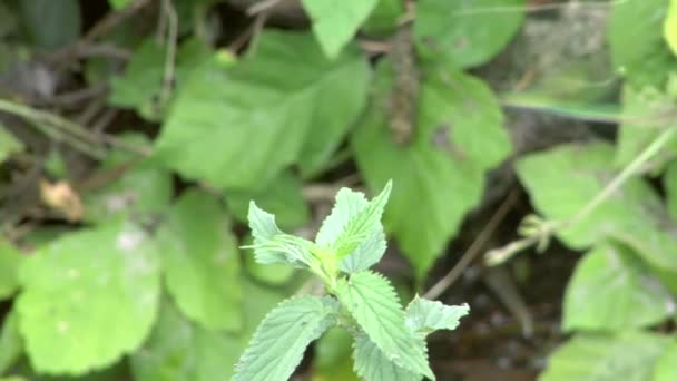 Two dragonfly flying in swamp — Stock Video