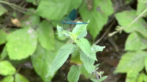 Libélula azul en la hoja — Vídeos de Stock