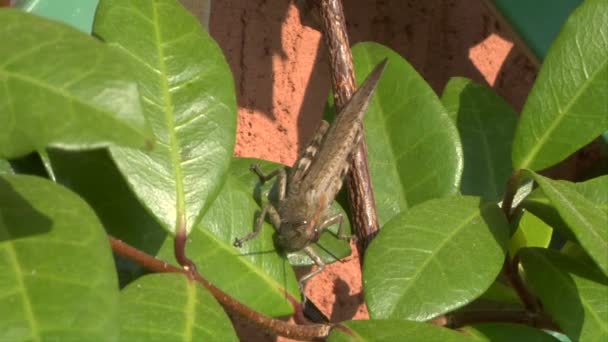 Sauterelle préparez-vous à sauter 