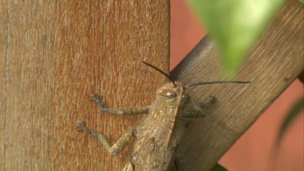 Grasshopper is crawling — Stock Video