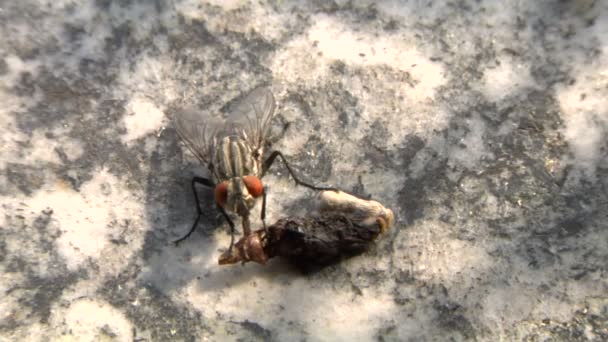 Extrême gros plan d'une mouche domestique commune — Video