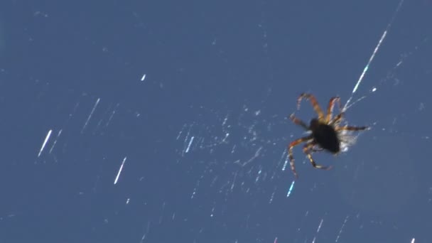 A Spider wrapping up an insect caught in its web — Stock Video