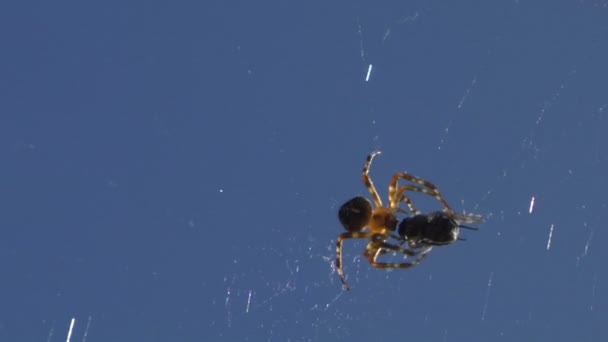 Una araña comiendo una mosca atrapada en su red — Vídeos de Stock