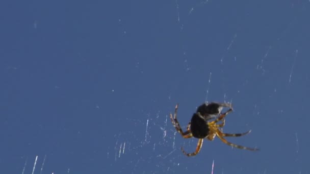 Eine Spinne tötet eine Fliege, die in ihrem Netz gefangen ist — Stockvideo