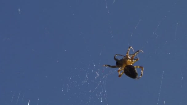 A Spider killing a fly caught in its web — Stock Video