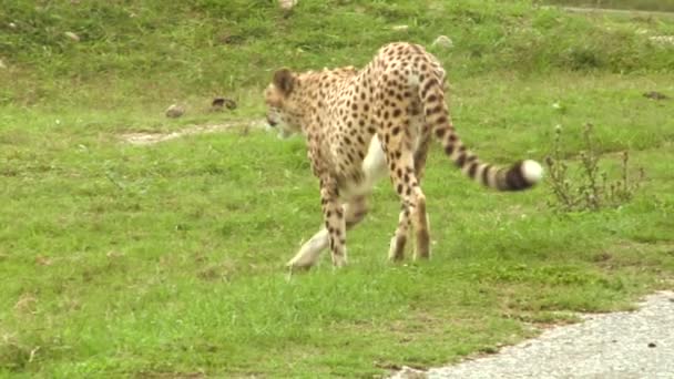 Gepard — Wideo stockowe