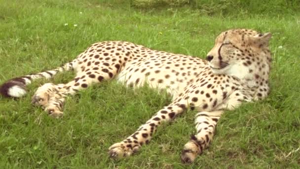 En gepard — Stockvideo