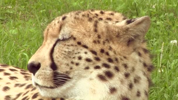 Close-up van een cheeta — Stockvideo