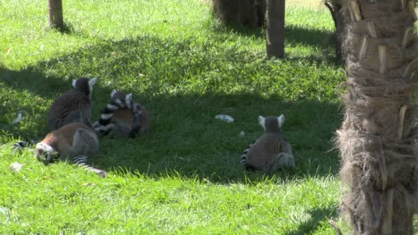 Groupe de lémuriens — Video