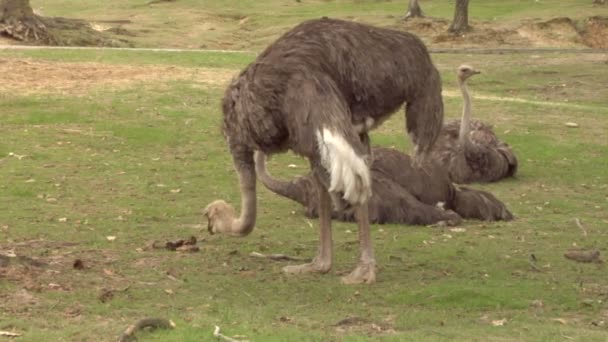 Autruches pâturant sur de l'herbe — Video